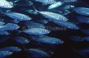 Jack Mackerel (Trachurus declivis) Jack Mackerel (Trachurus declivis)