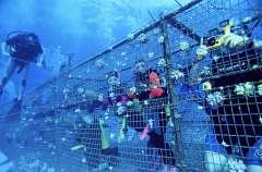 Divers in shark cage. Eco Tourism. Divers in shark cage. Eco Tourism.
