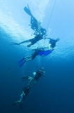 Divers on shot line undergoing safety stop. Divers on shot line undergoing safety stop.