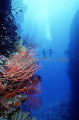 Divers in coral reef chasm with red whip coral and small reef fish. Divers in coral reef chasm with red whip coral and small reef fish.