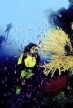 Diver over coral reef. Diver over coral reef.