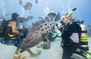 Tourist divers and dive guide feeding Potato Cod (Epinephelus tukula) Tourist divers and dive guide feeding Potato Cod (Epinephelus tukula)