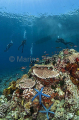 Divers descending onto coral reef with Acropora corals and Blue Sea Stars (Linckia laevigata) Divers descending onto coral reef with Acropora corals and Blue Sea Stars (Linckia laevigata)