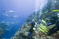 Divers viewing controlled shark feeding on coral reef slope. Divers viewing controlled shark feeding on coral reef slope.
