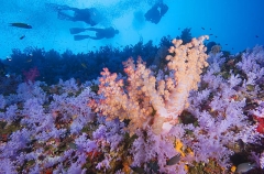 Divers swimming along the soft coral covered vertical "White Wall" in Fiji. Divers swimming along the soft coral covered vertical "White Wall" in Fiji.