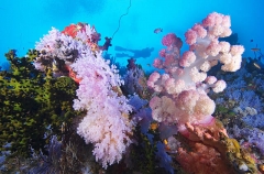 Diver swimming along the soft coral covered vertical "White Wall" in Fiji. Diver swimming along the soft coral covered vertical "White Wall" in Fiji.