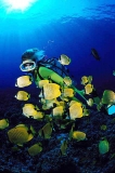 Raccoon Butterflyfish (Chaetodon lunula) Raccoon Butterflyfish (Chaetodon lunula)