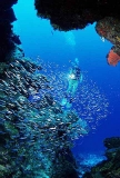 Diver with baitfish at entrance of cavern. Diver with baitfish at entrance of cavern.