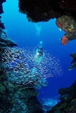 Diver with baitfish at entrance of cavern. Diver with baitfish at entrance of cavern.