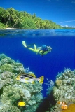 Diver and reef scene. Diver and reef scene.