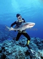 Diver handling Whitetip Reef Shark (Triaenodon obesus) Diver handling Whitetip Reef Shark (Triaenodon obesus)