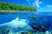 Manta Ray (Manta birostris) Manta Ray (Manta birostris)