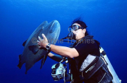Humpheaded Maori Wrasse or Napoleon Wrasse (Cheilinus undulatus) Humpheaded Maori Wrasse or Napoleon Wrasse (Cheilinus undulatus)