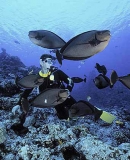 Vlamings Unicornfish (Naso vlamingii) Vlamings Unicornfish (Naso vlamingii)