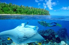 Manta Ray (Manta birostris) Manta Ray (Manta birostris)