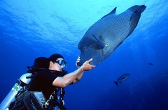 Humpheaded Maori Wrasse or Napoleon Wrasse (Cheilinus undulatus) Humpheaded Maori Wrasse or Napoleon Wrasse (Cheilinus undulatus)