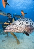 Dive guide feeding Potato Cod (Epinephelus tukula) Dive guide feeding Potato Cod (Epinephelus tukula)