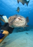 Dive guide feeding Potato Cod (Epinephelus tukula) Dive guide feeding Potato Cod (Epinephelus tukula)