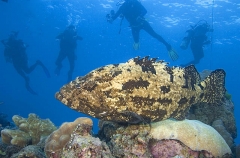 Malabar Grouper (Epinephelus malabaricus) Malabar Grouper (Epinephelus malabaricus)