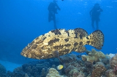Malabar Grouper (Epinephelus malabaricus) Malabar Grouper (Epinephelus malabaricus)