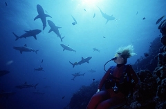 Diver on coral reef slope observing reef sharks. Diver on coral reef slope observing reef sharks.