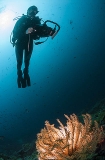 Diver with camera approaching crinoid. Diver with camera approaching crinoid.