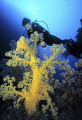Yellow Soft Coral (Dendronephthya sp.) Yellow Soft Coral (Dendronephthya sp.)