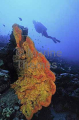 Elephant Ear Sponge (Axinellida sp.)