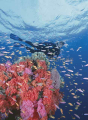 Diver swimming over reef drop off with swarms of Anthias fish among soft corals. Diver swimming over reef drop off with swarms of Anthias fish among soft corals.