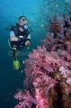 Diver on coral reef with red and pink Soft Corals (Dendtronephthya sp.) Diver on coral reef with red and pink Soft Corals (Dendtronephthya sp.)