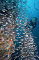 Diver swimming along coral reef wall with school of Long-spined Glassfish (Ambassis interrupta) Diver swimming along coral reef wall with school of Long-spined Glassfish (Ambassis interrupta)