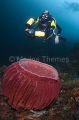 Diver with digital camera approaching Barrel Sponge (Xestospongia testudinaria) Diver with digital camera approaching Barrel Sponge (Xestospongia testudinaria)