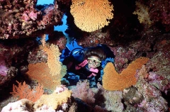 Diver at cave entrance with sea fans. Diver at cave entrance with sea fans.