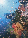 Diver swimming over reef drop off with swarms of Anthias fish among soft corals.