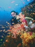 Diver swimming over reef drop off with swarms of Anthias fish among soft corals.