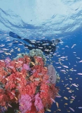 Diver swimming over reef drop off with swarms of Anthias fish among soft corals.