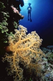 Yellow Soft Coral (Dendronephthya sp.) Yellow Soft Coral (Dendronephthya sp.)