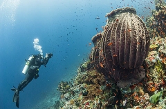 Diver with video camera on reef slope containing two large Barrel Sponges (Xestospongia testudinaria) Diver with video camera on reef slope containing two large Barrel Sponges (Xestospongia testudinaria)
