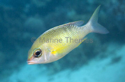 Pearly Monocle Bream (Scolopsis margaritifer)