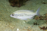 Arabian Threadfin Bream (Scolopsis ghanam) Arabian Threadfin Bream (Scolopsis ghanam)