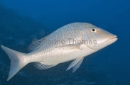 Spangled Emperor (Lethrinus nebulosus) Spangled Emperor (Lethrinus nebulosus)