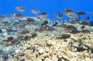 Gold-lined Sea Bream (Gnathodentex aurolineatus)