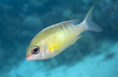 Pearly Monocle Bream (Scolopsis margaritifer) Pearly Monocle Bream (Scolopsis margaritifer)