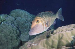 Sweetlip Emperor (Lethrinus miniatus)