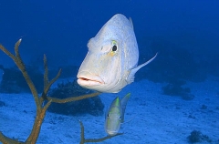 Spangled Emperor (Lethrinus nebulosus) Spangled Emperor (Lethrinus nebulosus)