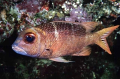 Big-eye Bream (Monotaxis grandoculis)