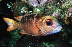 Big-eye Bream (Monotaxis grandoculis)