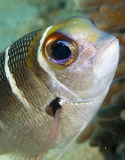 Big-eye Bream (Monotaxis grandoculis) Big-eye Bream (Monotaxis grandoculis)