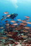 Gold-lined Sea Bream (Gnathodentex aurolineatus) Gold-lined Sea Bream (Gnathodentex aurolineatus)