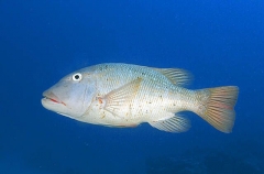 Yellowfin Emperor (Lethrinus erythracanthus) Yellowfin Emperor (Lethrinus erythracanthus)